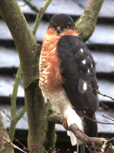 Image of Sparrrowhawk